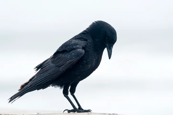 Raven in Dream Spiritual Meaning