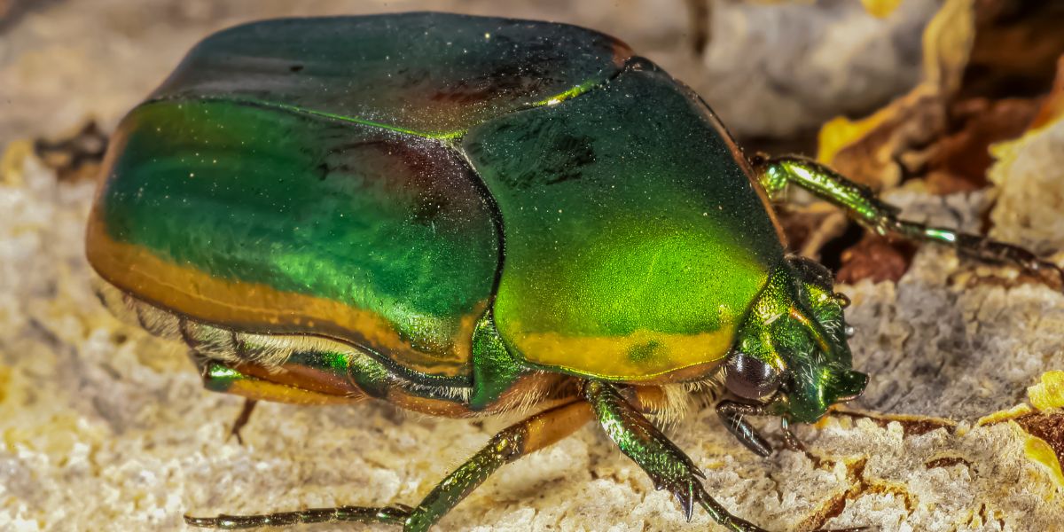 Green June Beetle Spiritual Meaning (Unknown Facts)