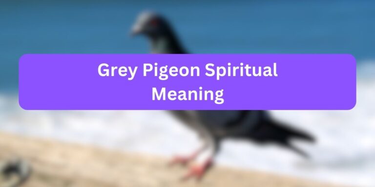 Grey Pigeon Spiritual Meaning (8 Unknown Facts)