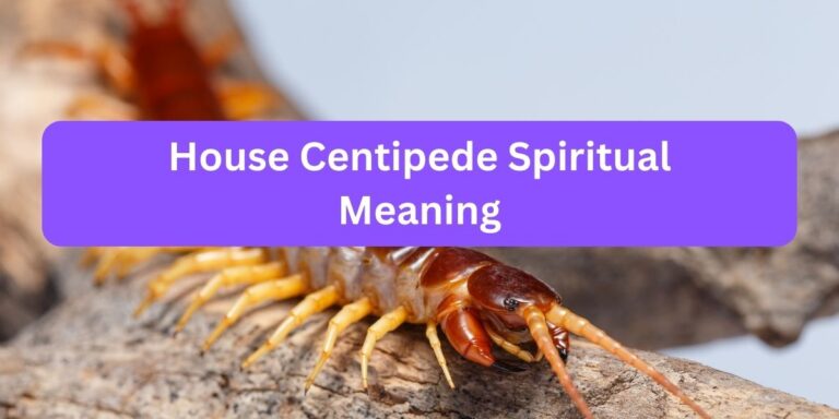 House Centipede Spiritual Meaning (10 Mystical Powers)