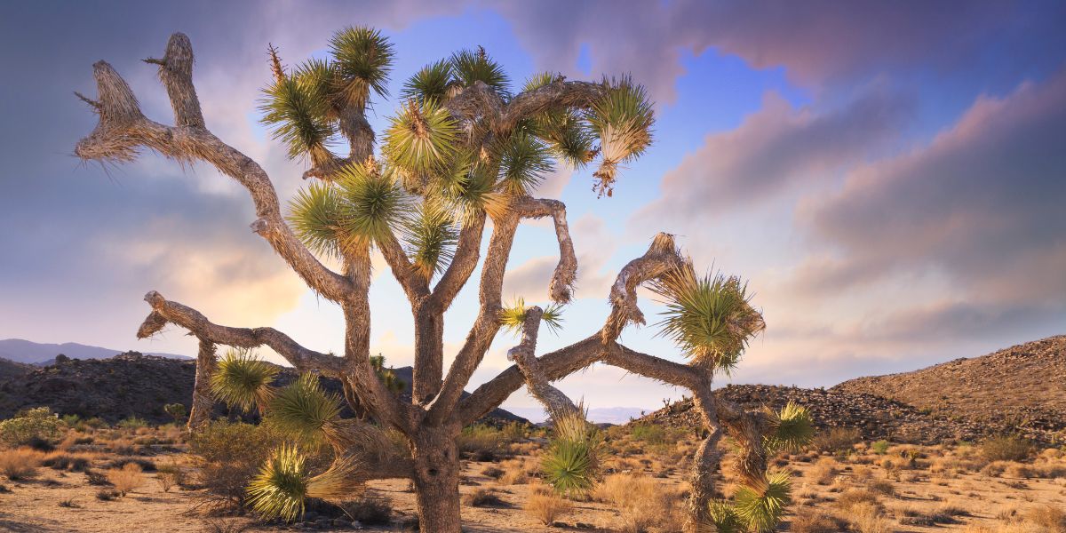 Joshua Tree Spiritual Meaning (Unknown Symbolic Facts)