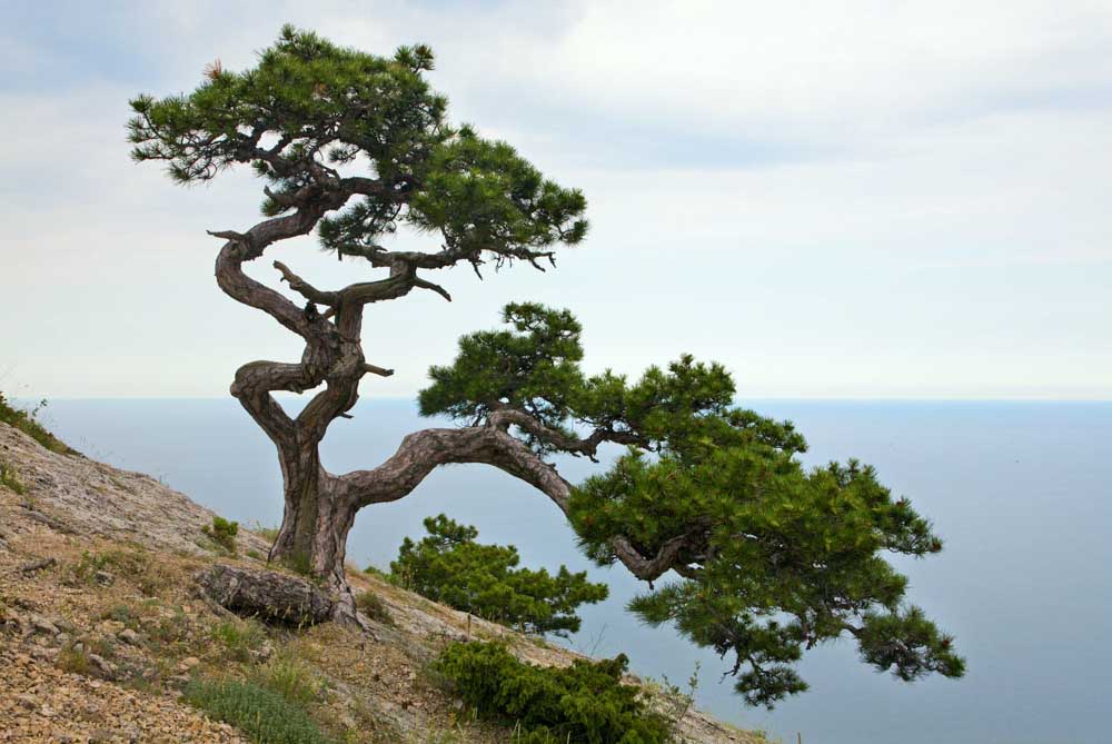 Juniper Tree Spiritual Meaning