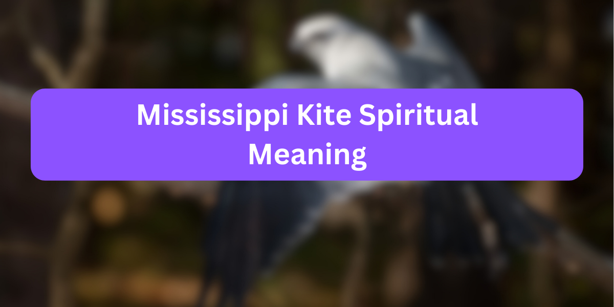 Mississippi Kite Spiritual Meaning