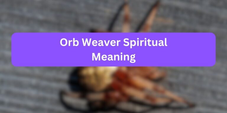 Orb Weaver Spiritual Meaning: 12 Hidden Meaning Exposed!