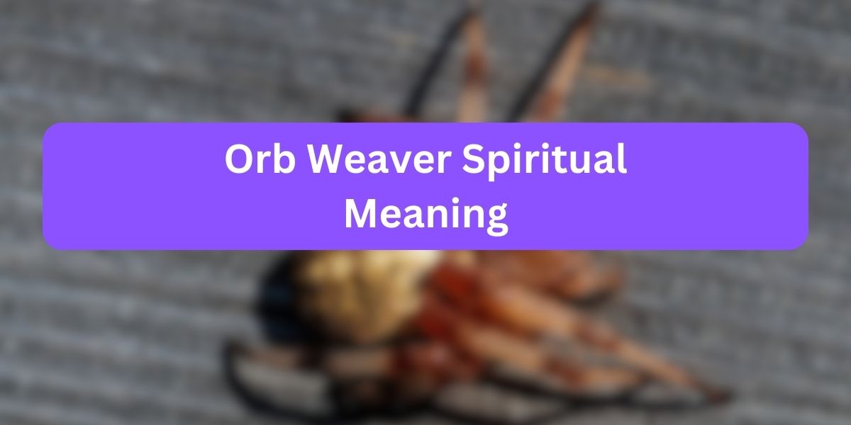 Orb Weaver Spiritual Meaning