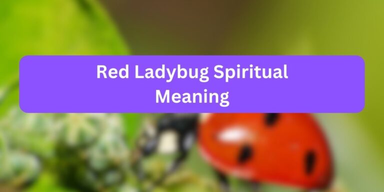Red Ladybug Spiritual Meaning (8 Surprising Meaning)