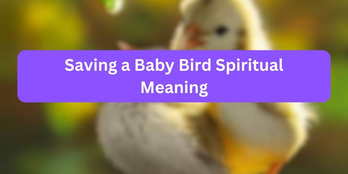 Saving a Baby Bird Spiritual Meaning