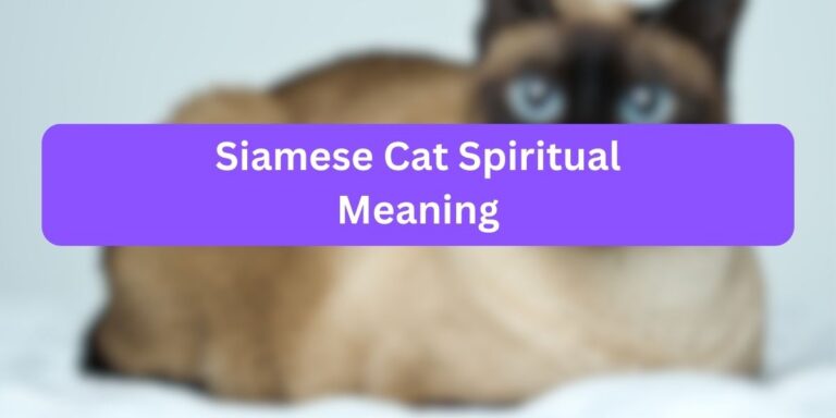 Siamese Cat Spiritual Meaning (7 Mystical Meaning)