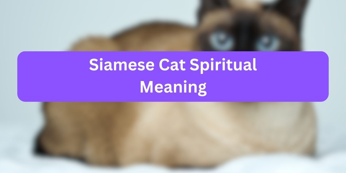 Siamese Cat Spiritual Meaning