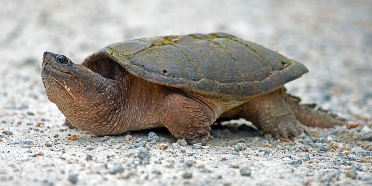 Snapping Turtle Spiritual Meaning (with Characteristics)