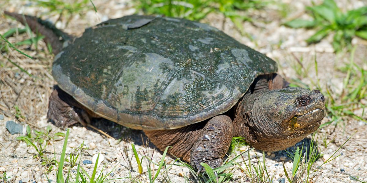 Snapping Turtle Spiritual Meaning (with Characteristics)