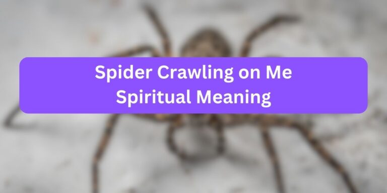 Spider Crawling on Me Spiritual Meaning (Decoding Facts)