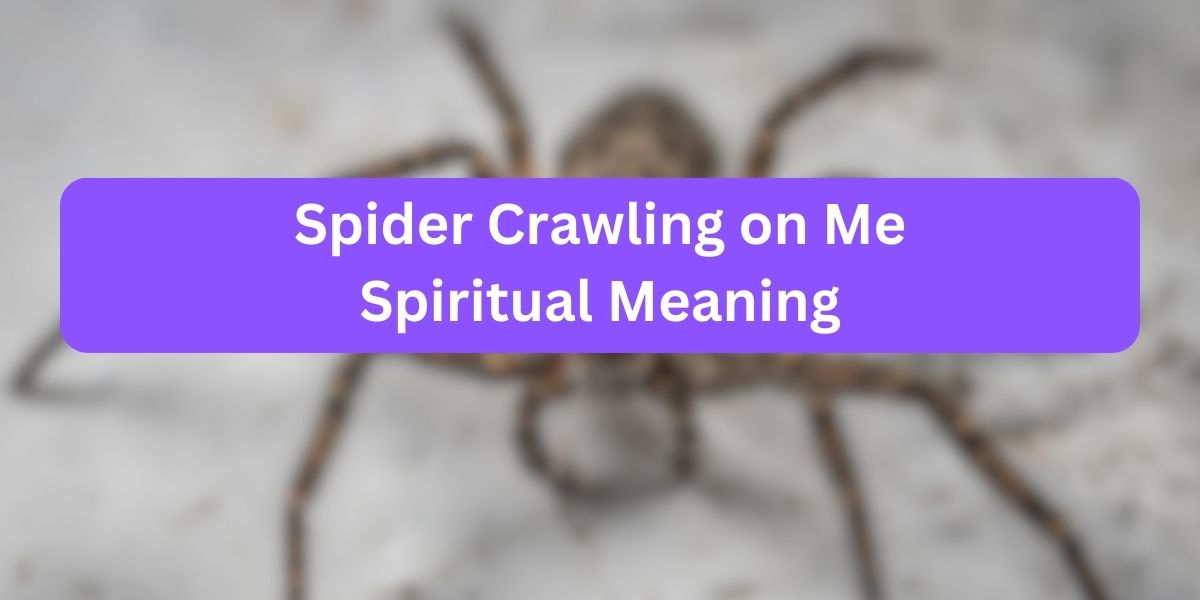 Spider Crawling on Me Spiritual Meaning