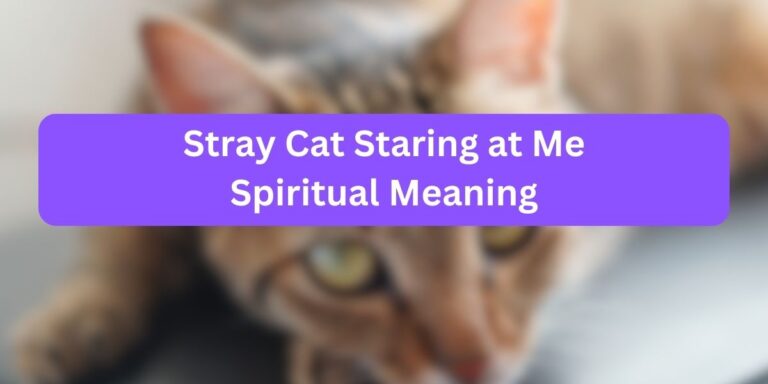 Stray Cat Staring at Me Spiritual Meaning (10 Meanings)