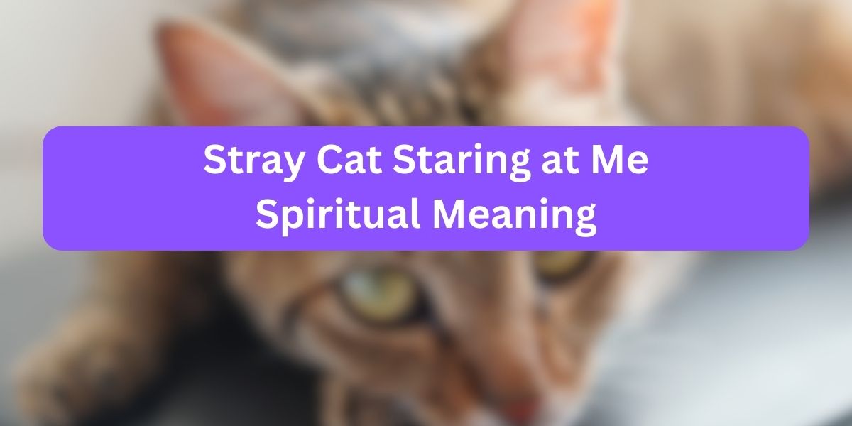 Stray Cat Staring at Me Spiritual Meaning