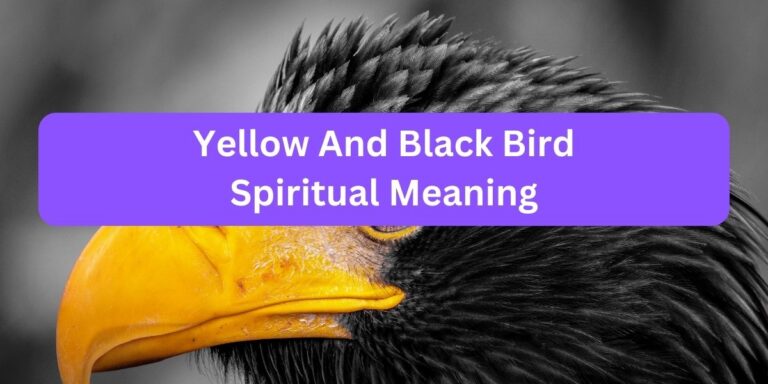 Yellow And Black Bird Spiritual Meaning (Read Now)