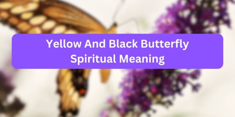 Yellow And Black Butterfly Spiritual Meaning (12 Facts to Know)