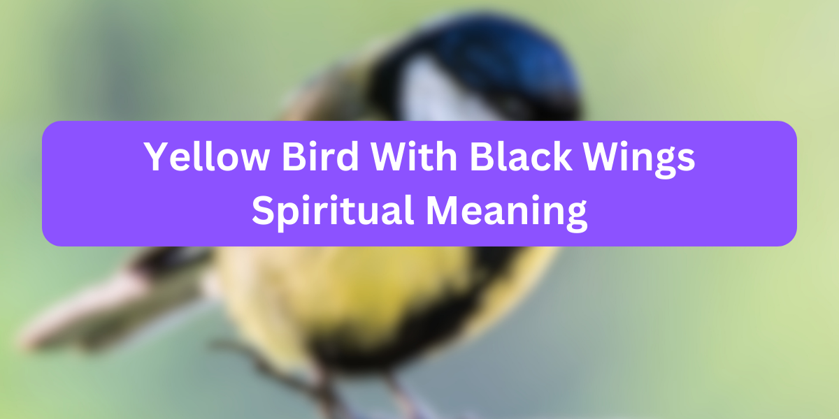 Yellow Bird With Black Wings Spiritual Meaning