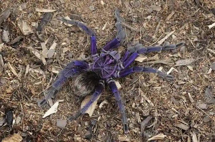 Dead Spider Spiritual Meaning: Unraveling the Mysteries