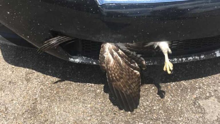 Hitting Bird With Car Spiritual Meaning: Unveiling the Mystical Significance