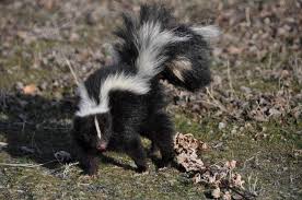 Seeing a Skunk Spiritual Meaning: Unveiling Symbolism