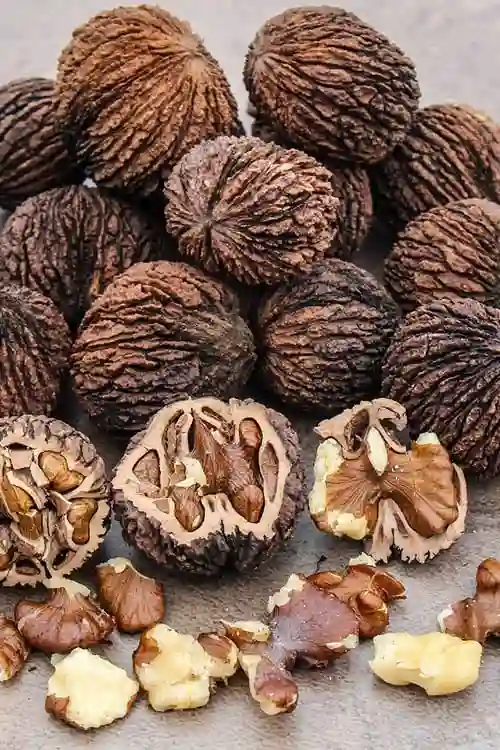 Black Walnut Spiritual Meaning