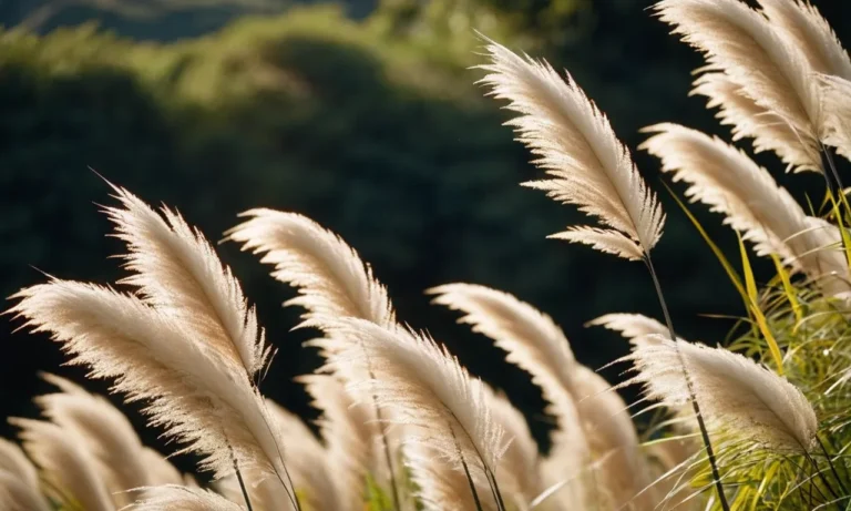 Pampas Grass Spiritual Meaning  : Unveiling Symbolism