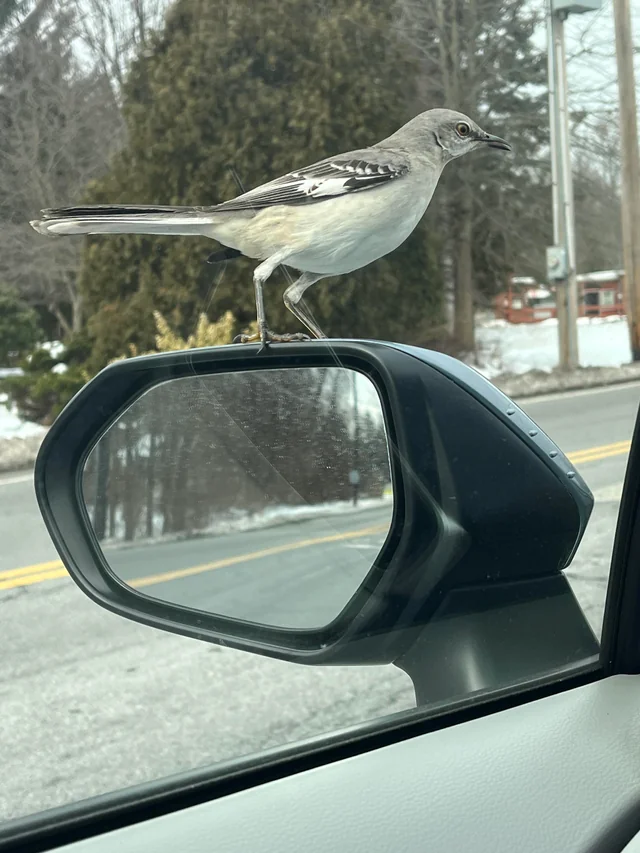 Bird Landing on Car Mirror Meaning Spiritual