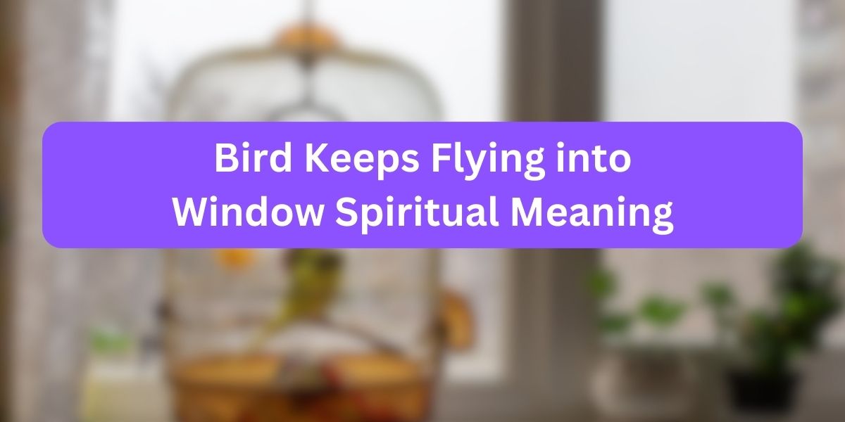 Bird Keeps Flying into Window Spiritual Meaning
