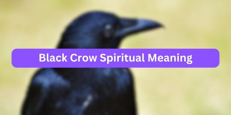 Black Crow Spiritual Meaning (6 Unknown Meaning)