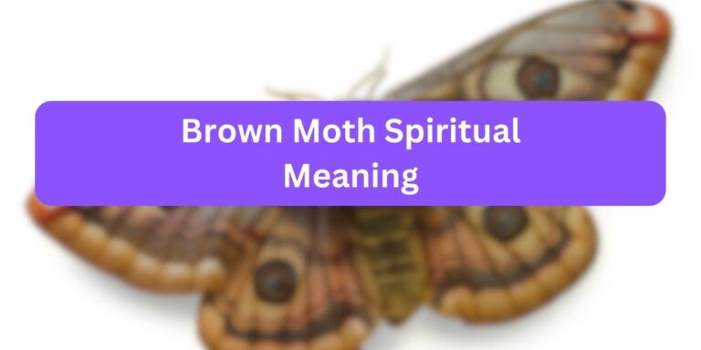 Brown Moth Spiritual Meaning (12 Symbolic Meaning)