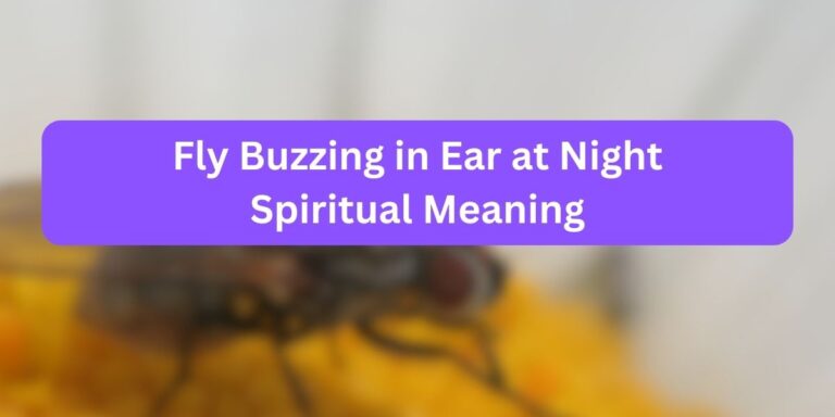Fly Buzzing in Ear at Night Spiritual Meaning (8 Things)