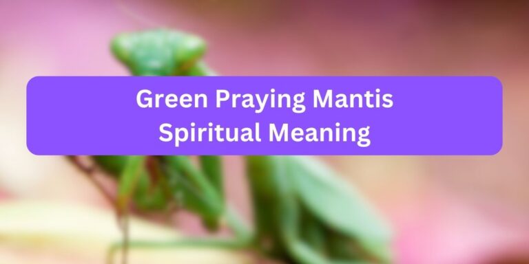 Green Praying Mantis Spiritual Meaning (11 FACTS)