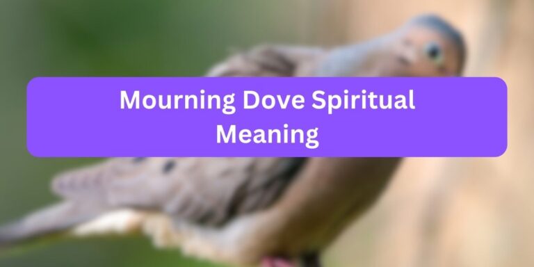 Mourning Dove Spiritual Meaning (Unlocking the Mystery)