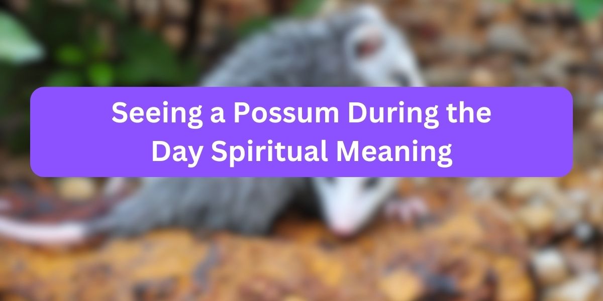 Seeing a Possum During the Day Spiritual Meaning