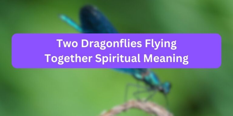 Two Dragonflies Flying Together Spiritual Meaning