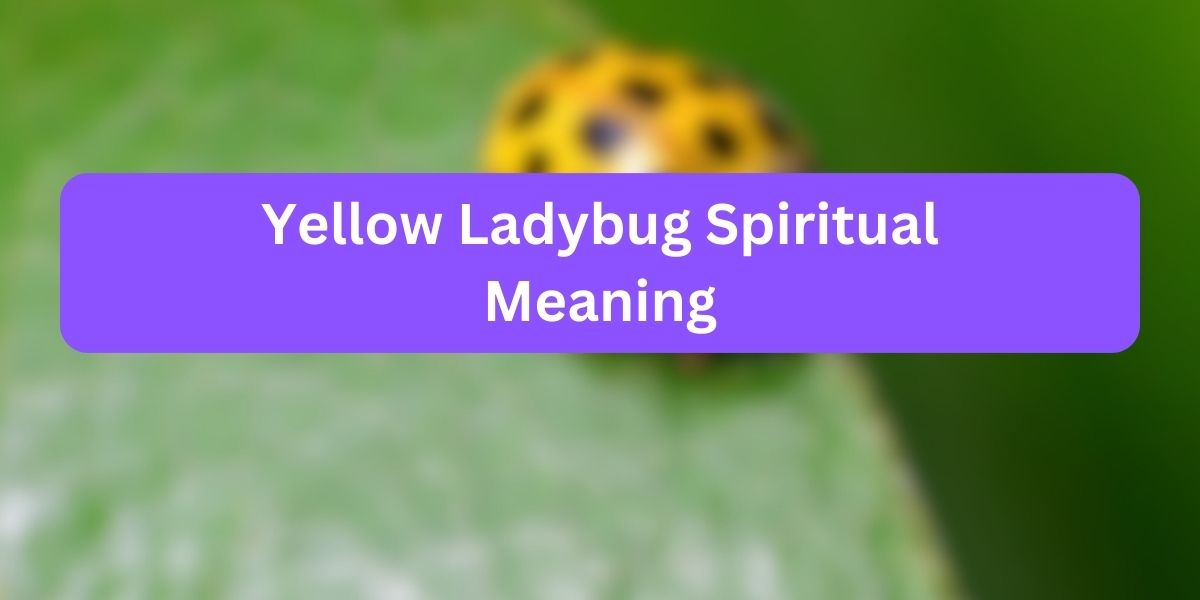 Yellow Ladybug Spiritual Meaning