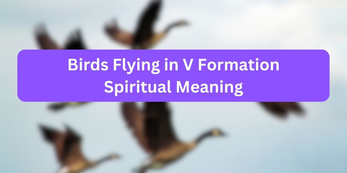 Birds Flying in V Formation Spiritual Meaning
