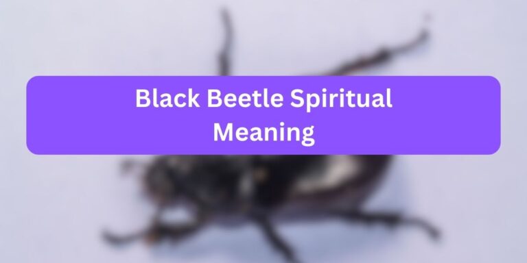 Black Beetle Spiritual Meaning (8 Unknown Meaning)