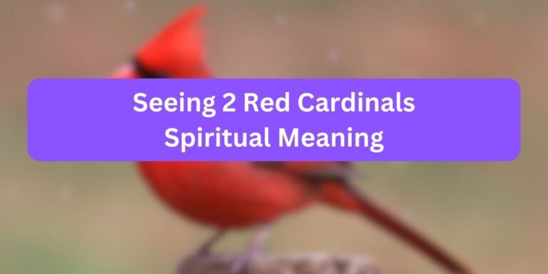Seeing 2 Red Cardinals Spiritual Meaning (Truth Exposed)