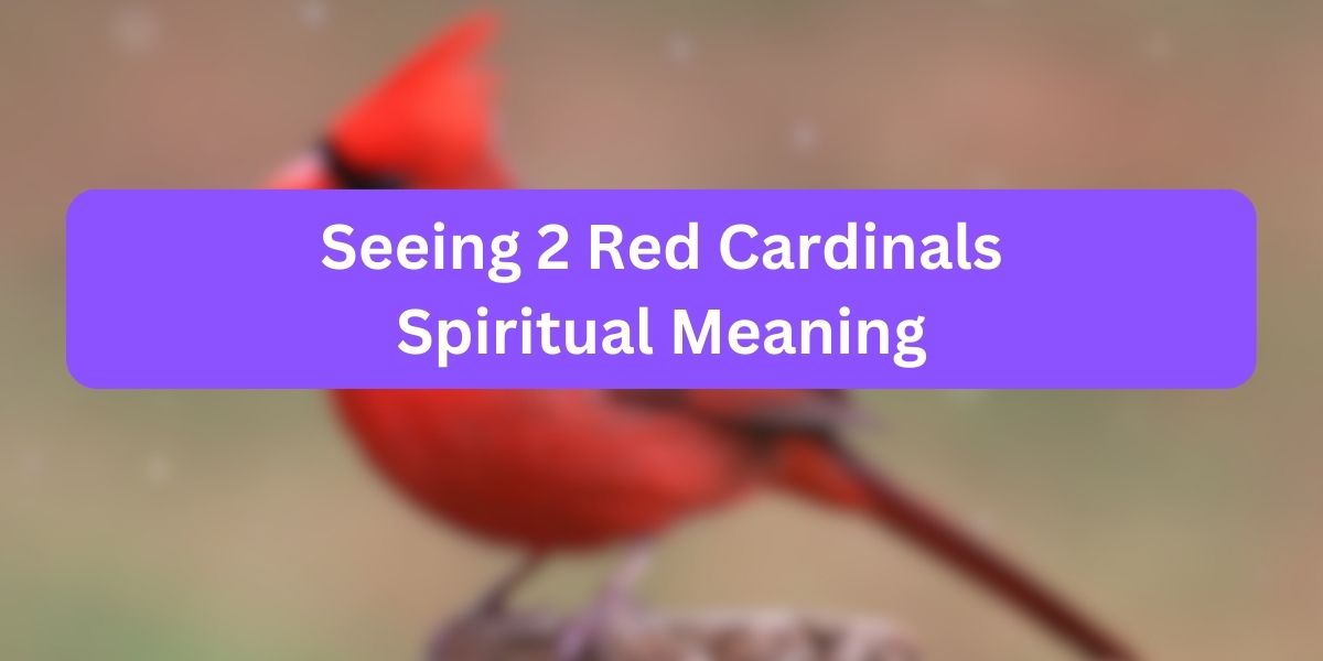 Seeing 2 Red Cardinals Spiritual Meaning