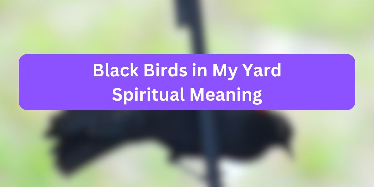 Black Birds in My Yard Spiritual Meaning