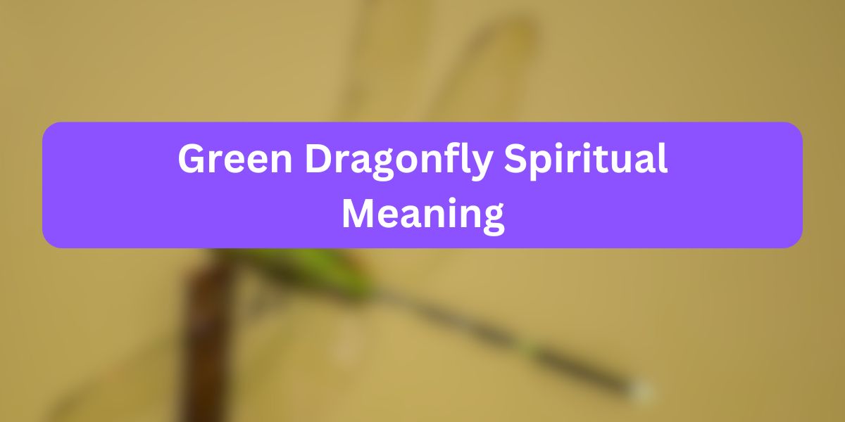 Green Dragonfly Spiritual Meaning