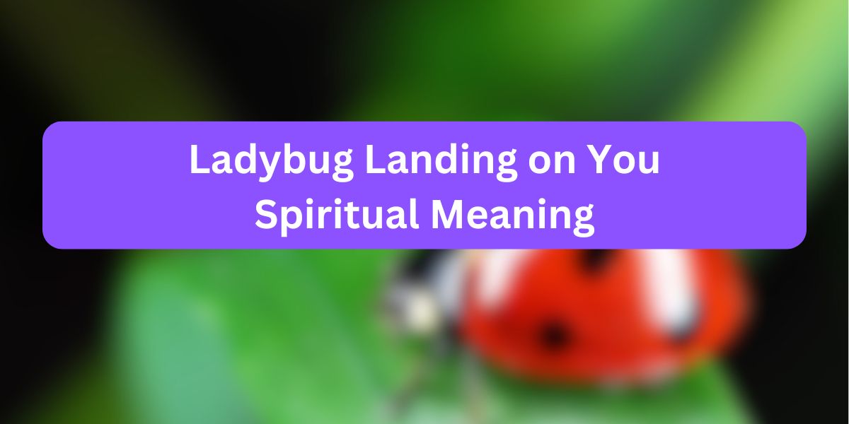 Ladybug Landing on You Spiritual Meaning