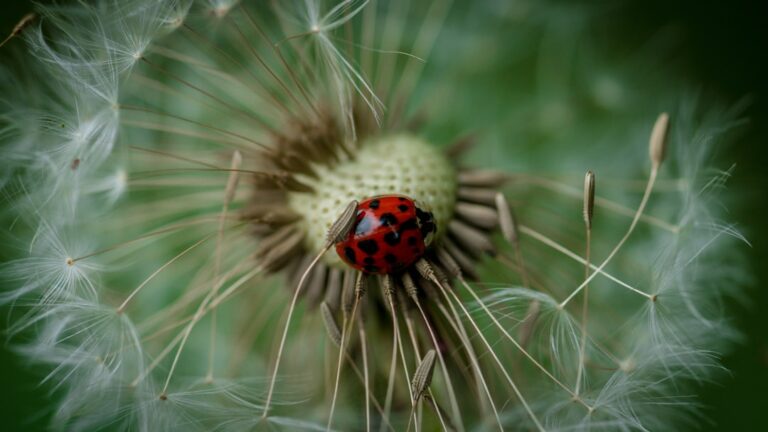 The Spiritual Significance of Ladybugs: Bringing Luck and Love