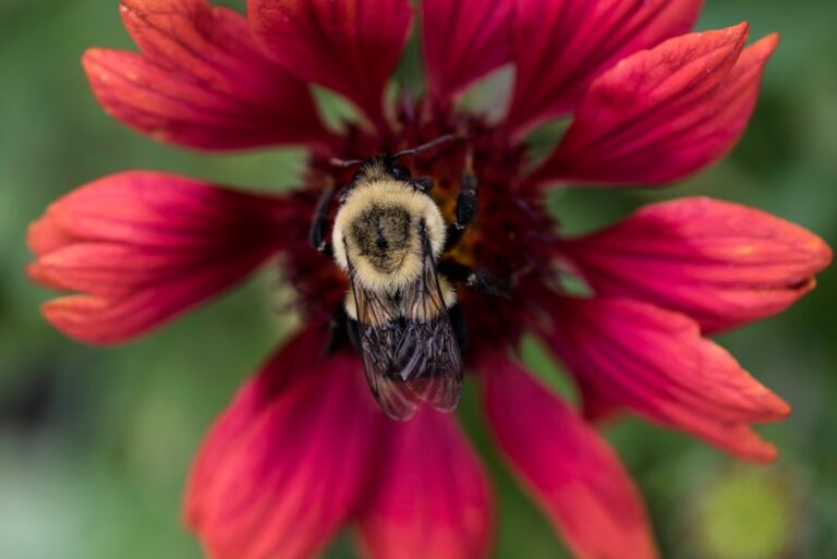 The Spiritual Symbolism of the Bumblebee
