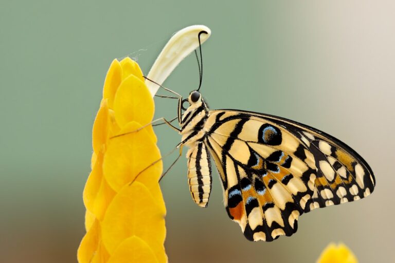 The Spiritual Meaning of the Yellow Butterfly