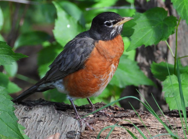 The Spiritual Significance of the American Robin