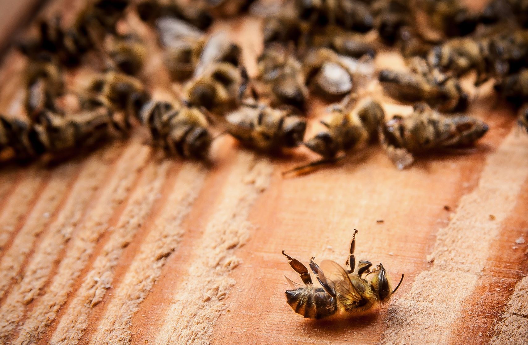 Finding Dead Bees in House Spiritual Meaning