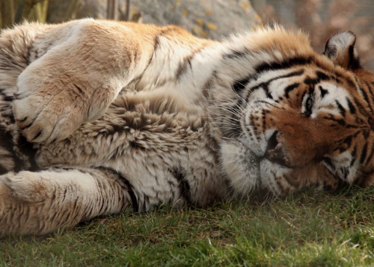 Tiger in Dream Spiritual Meaning  : Unraveling the Symbolism